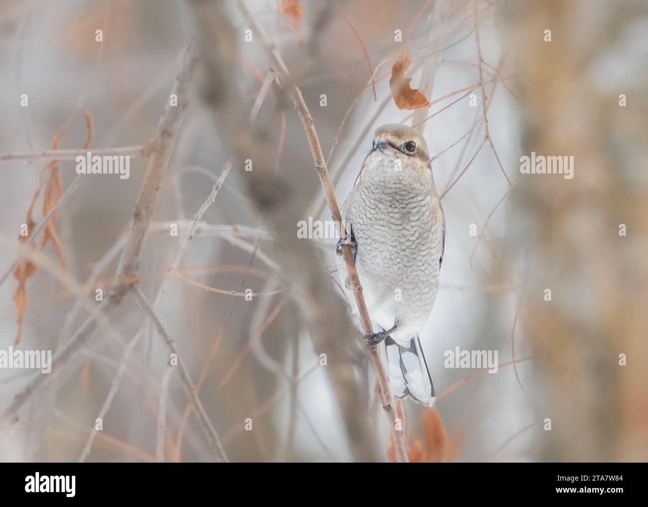 Primo piano dello Shrike settentrionale nascosto arroccato su un ramoscello verticale in un albero Foto Stock