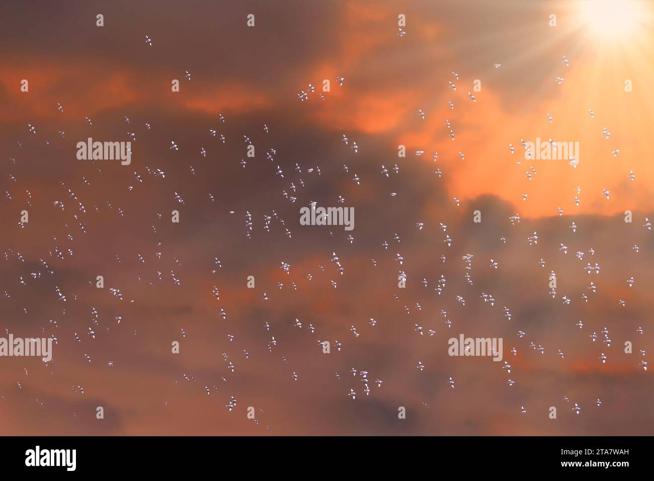 Centinaia di uccelli che volano sotto i raggi del sole sotto il paesaggio nuvoloso arancione Foto Stock