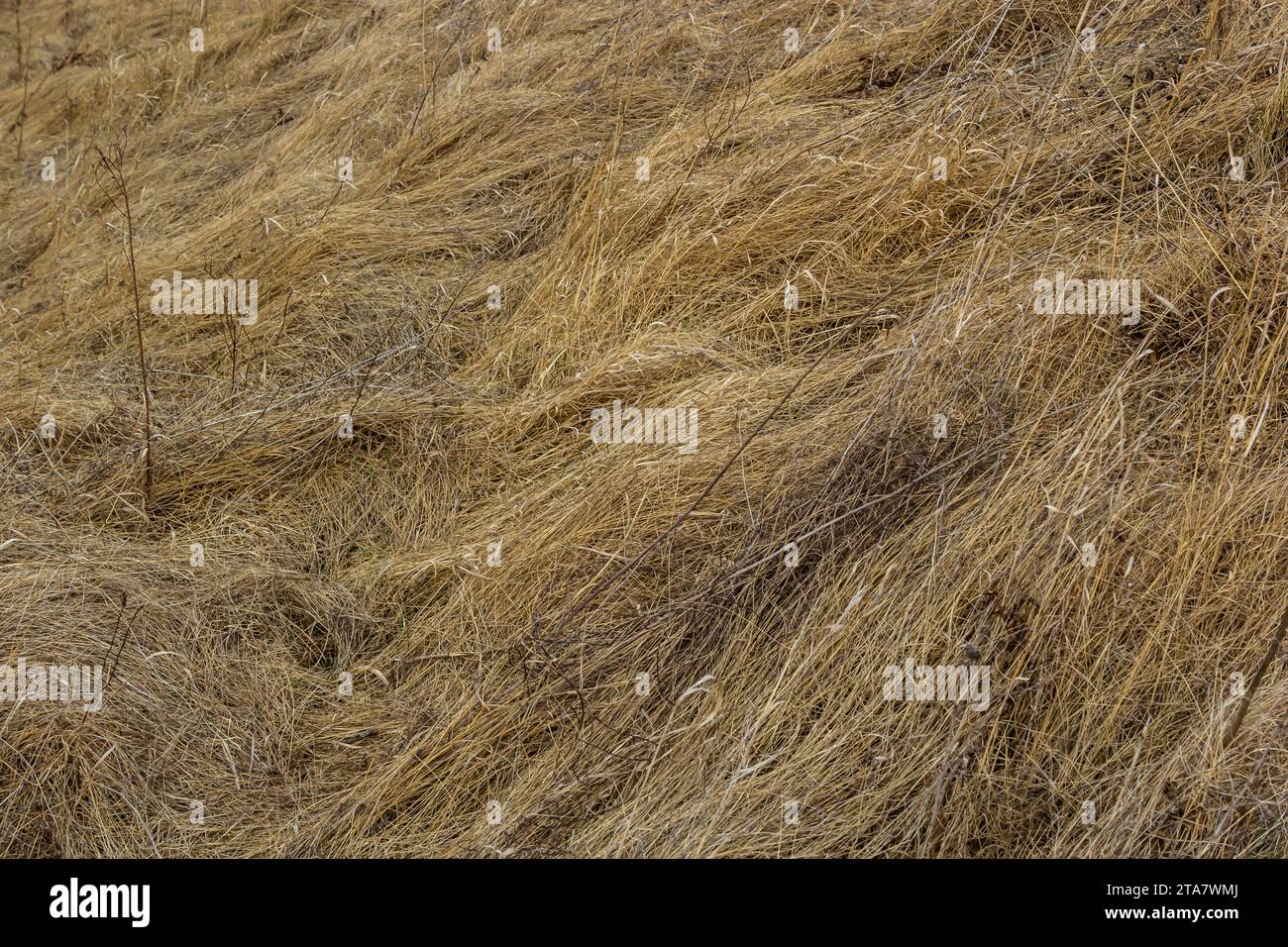Erba secca, schiacciata dal vento e dalla pioggia, si trova in un campo. Erba morta gialla, sfondo naturale. Foto Stock