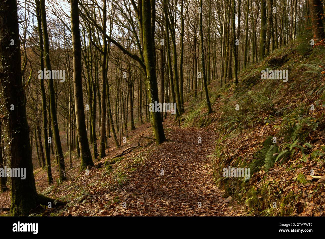 Piste forestali nella Foresta Dyfi in autunno Foto Stock