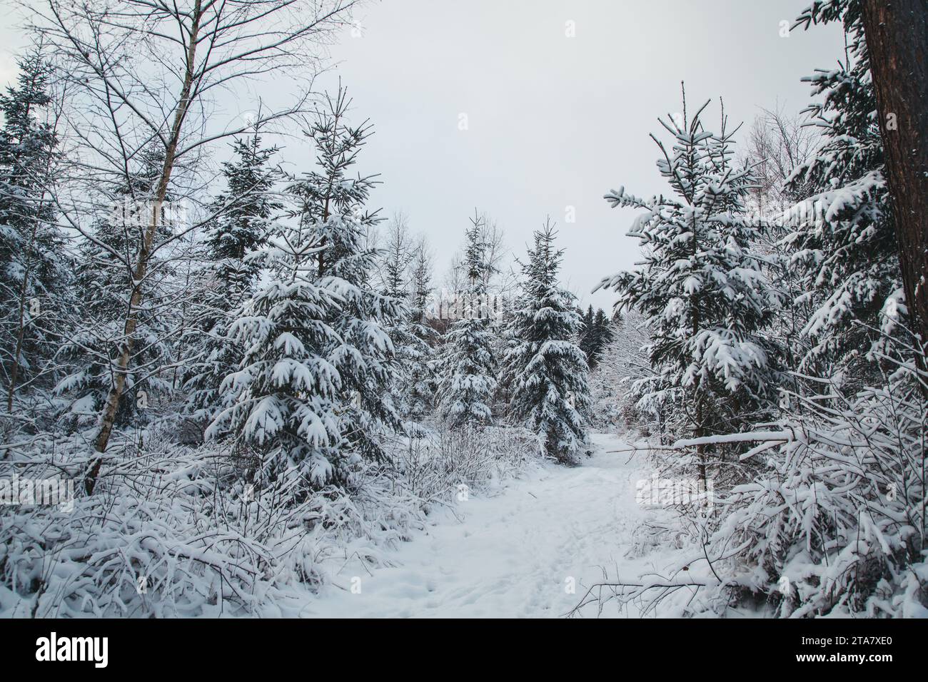 Inverno nel Waldviertel, Austria Foto Stock