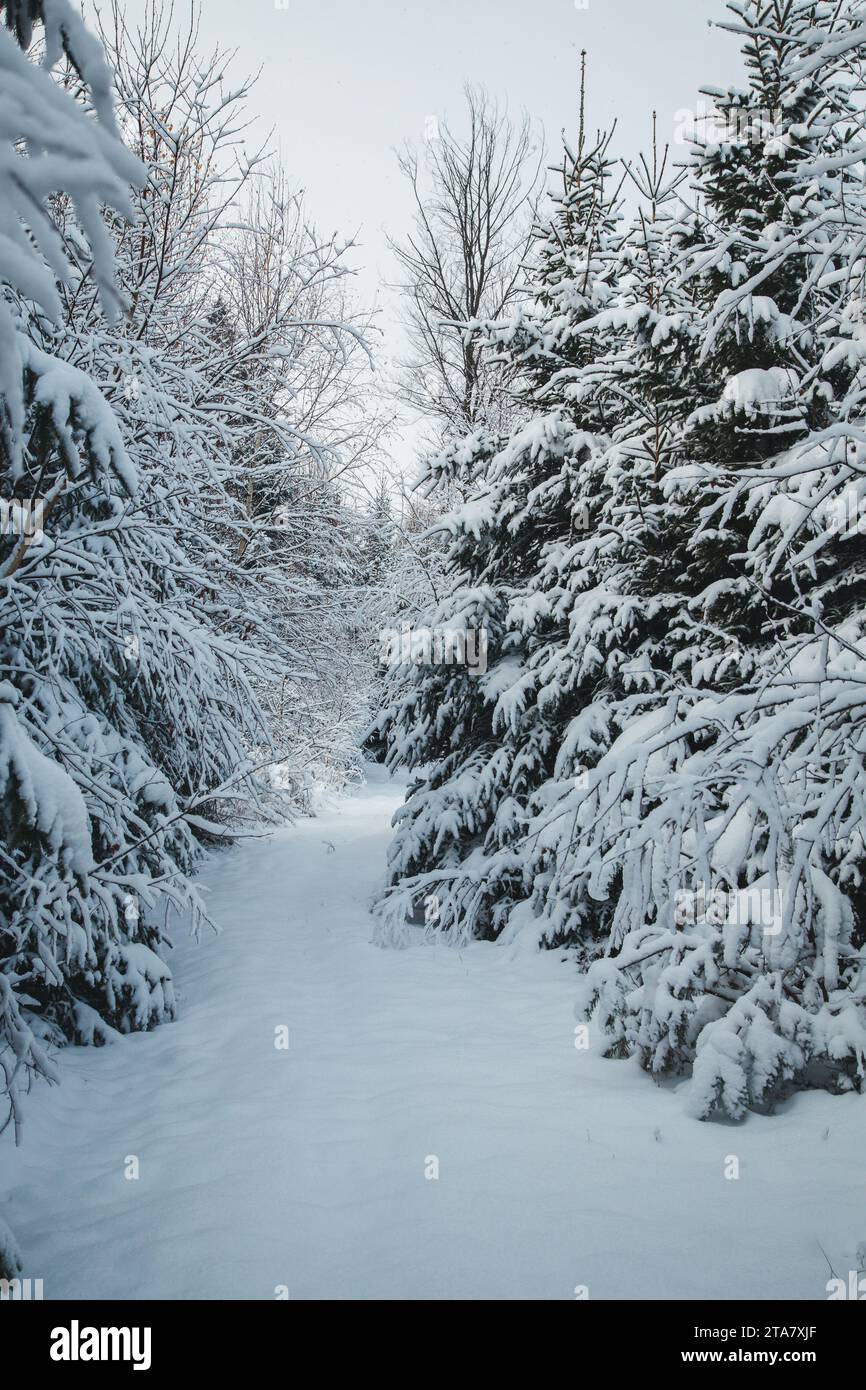 Inverno nel Waldviertel, Austria Foto Stock