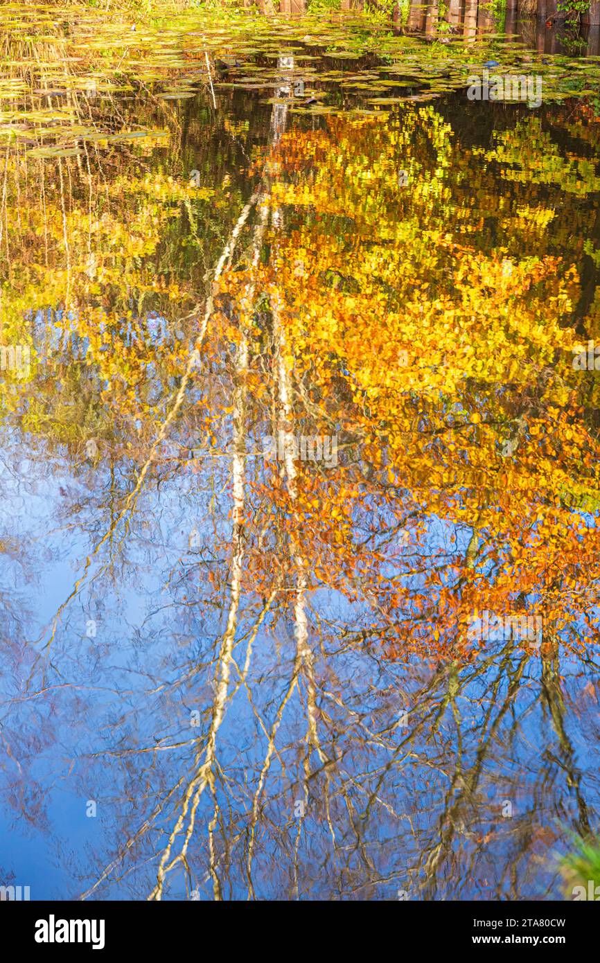 Colori autunnali nella Royal Forest of Dean - riflessioni nella piscina Lightmoor vicino a Speech House, Gloucestershire, Inghilterra Regno Unito Foto Stock