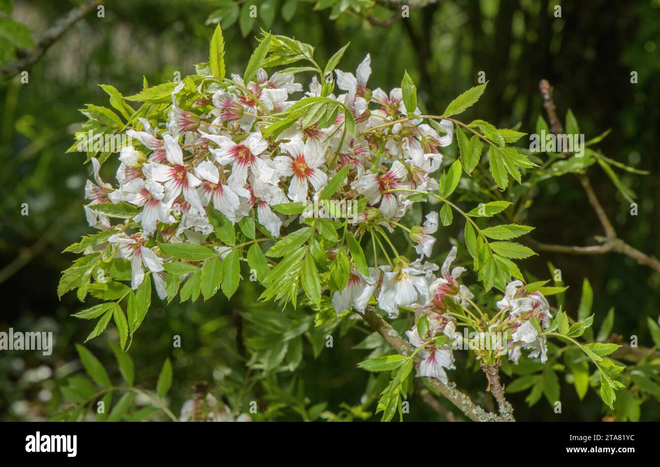 Giallo foglia lucido, Xanthoceras sorbifolium, in fiore in primavera. Dalla Cina. Foto Stock