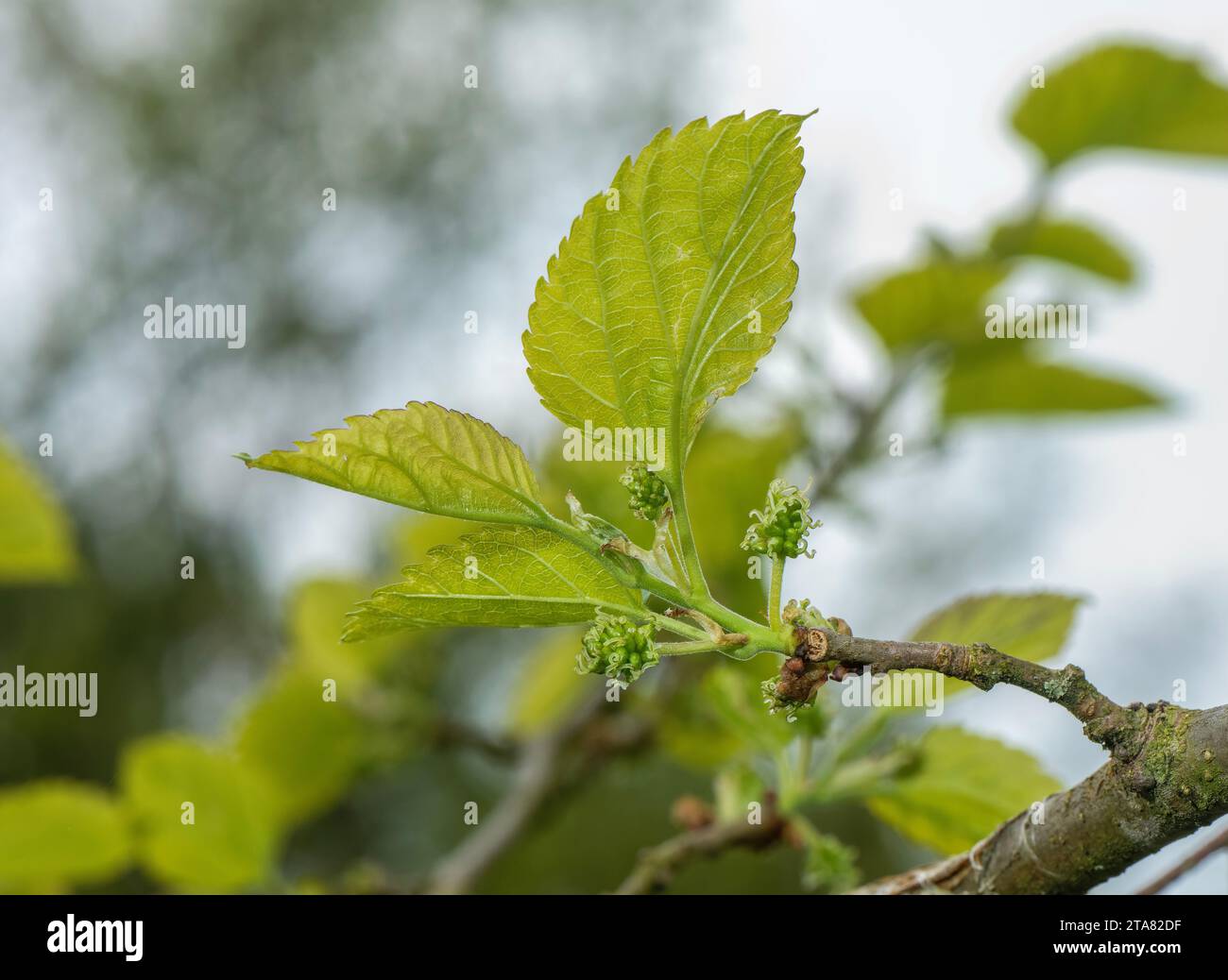 Fiore di gelso immagini e fotografie stock ad alta risoluzione - Alamy
