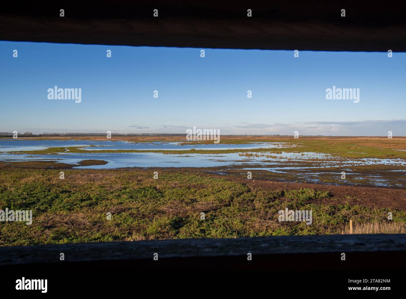 Ammira la palude salata dell'estuario della Schelda occidentale nella riserva naturale Verdronken Land van Saeftinghe dall'interno del nascondiglio degli uccelli di Emmadorp, Paesi Bassi Foto Stock