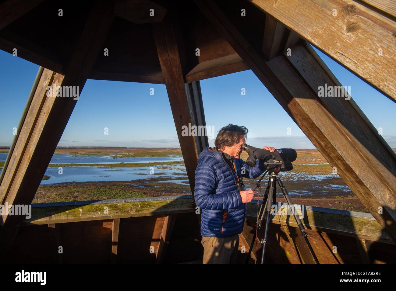 Osservatore di uccelli che guarda attraverso il telescopio sopra la palude salata dell'estuario della Schelda occidentale nella riserva naturale Verdronken Land van Saeftinghe, Paesi Bassi Foto Stock