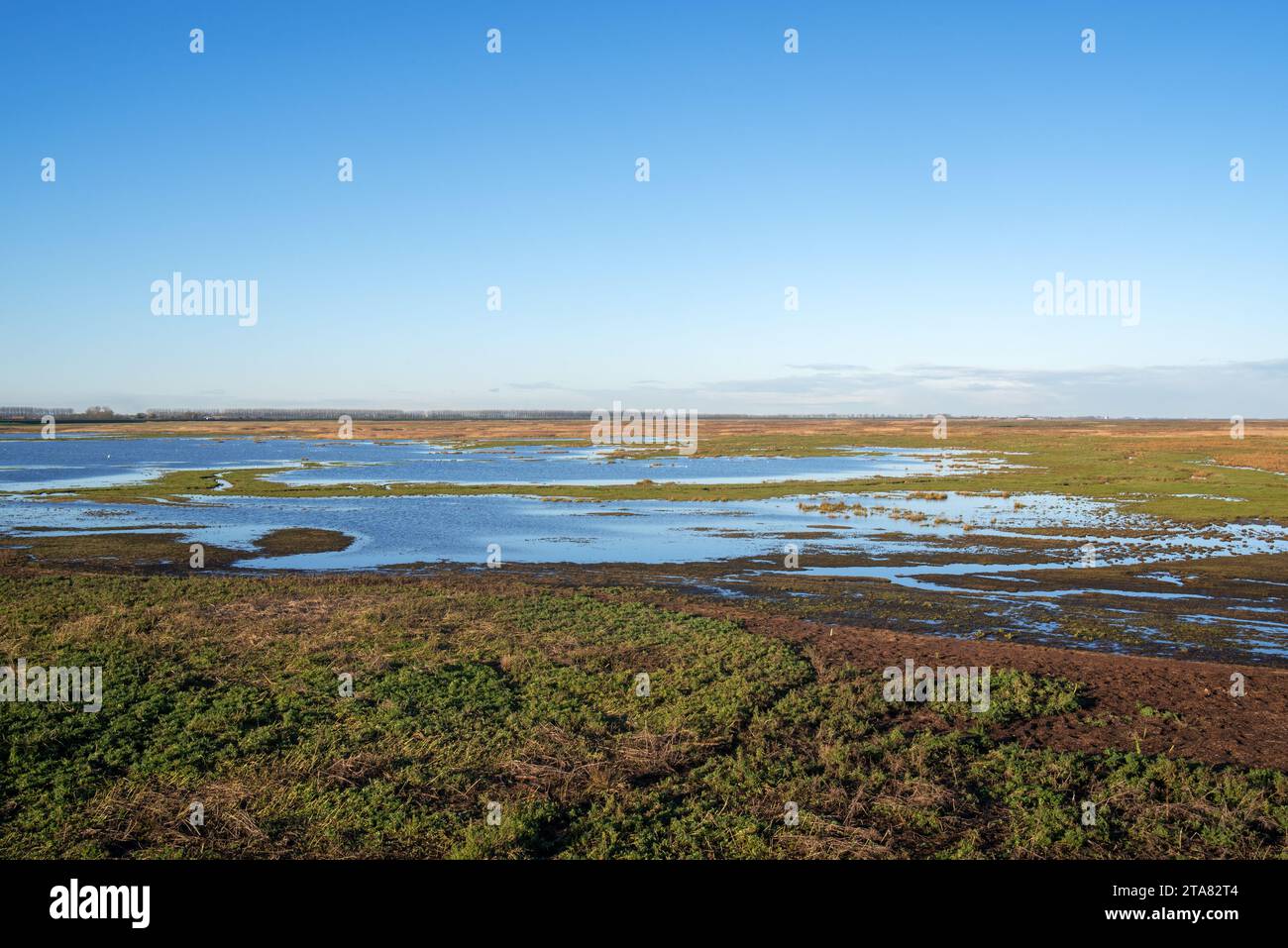 Ammira la palude salata dell'estuario della Schelda occidentale nella riserva naturale Verdronken Land van Saeftinghe a Emmadorp, Zelanda, Paesi Bassi Foto Stock