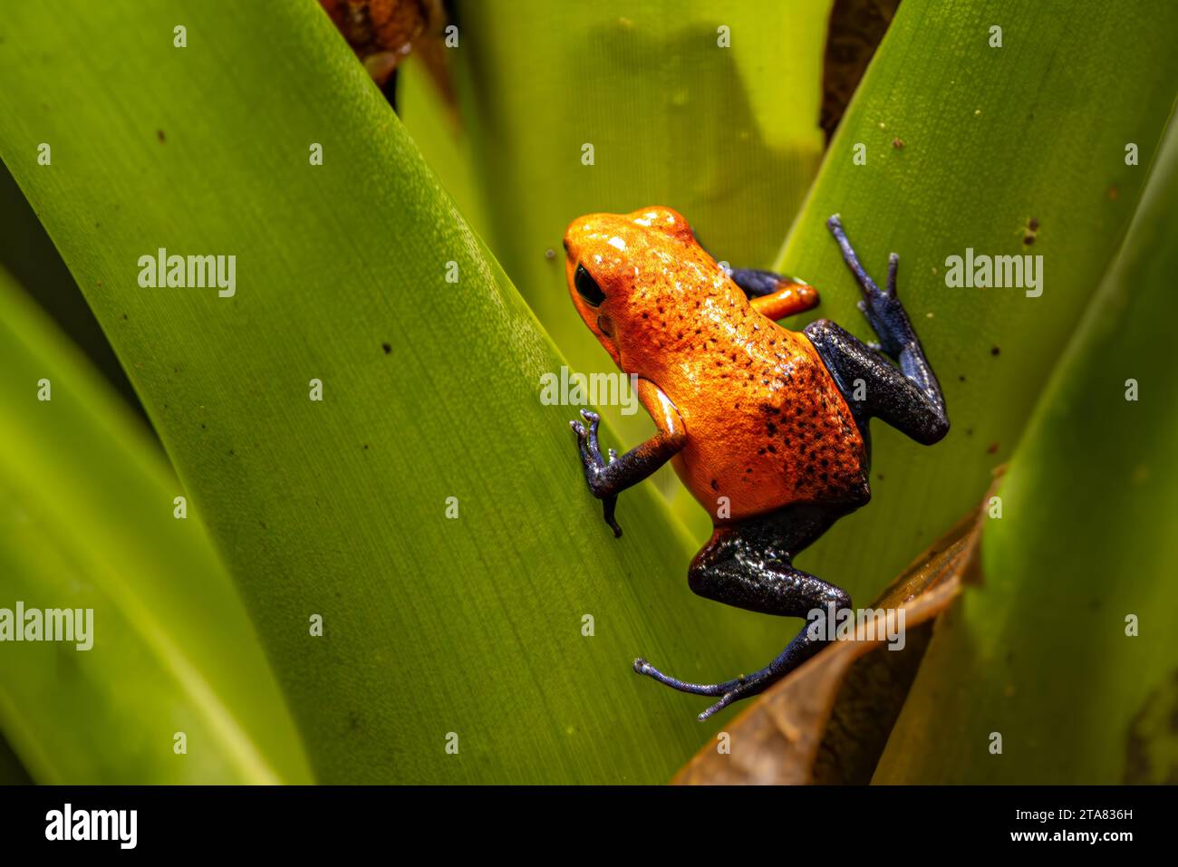 Velenoso jean Dart Frog blu Foto Stock