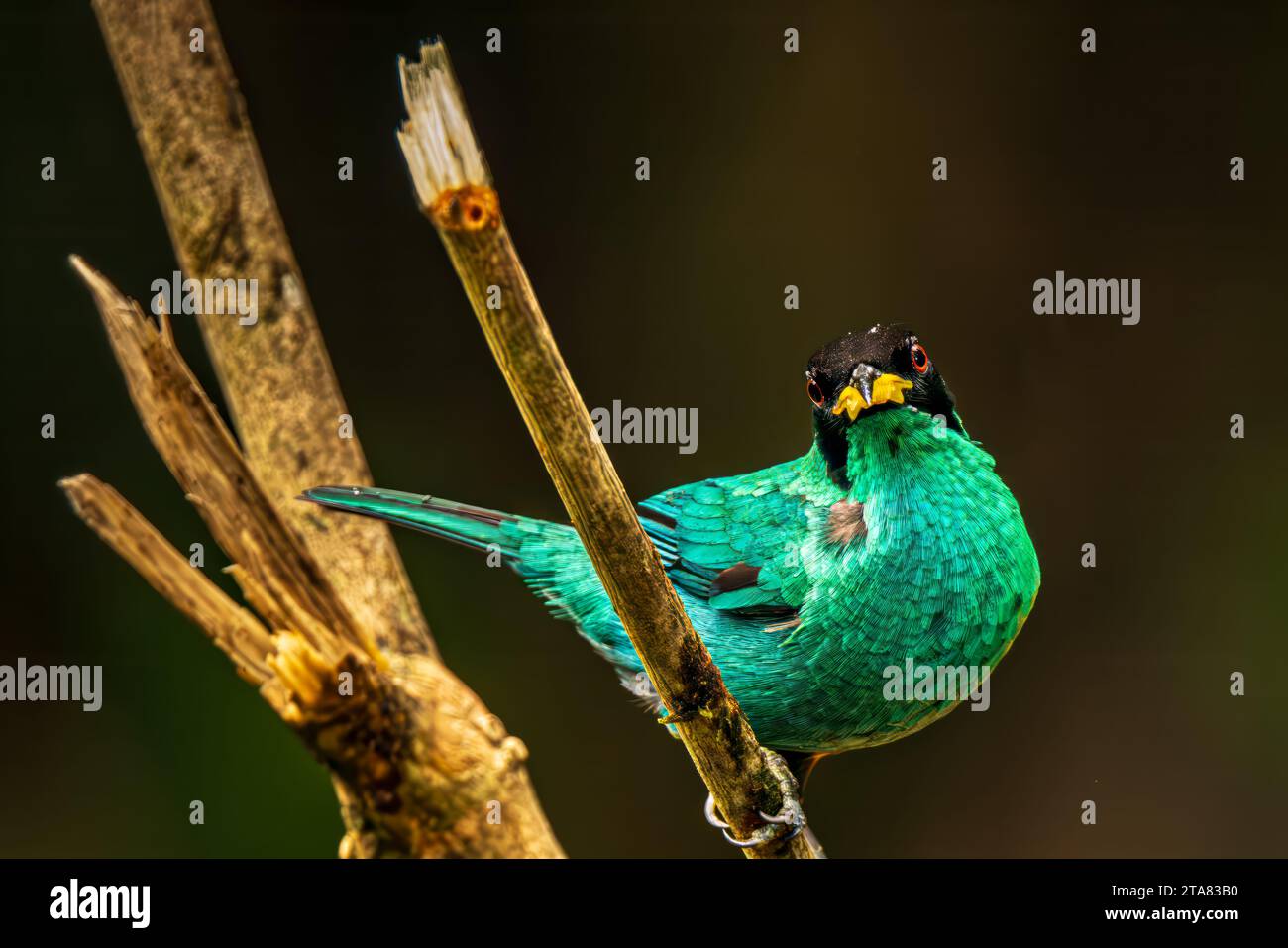 Honeycreeper verde Foto Stock