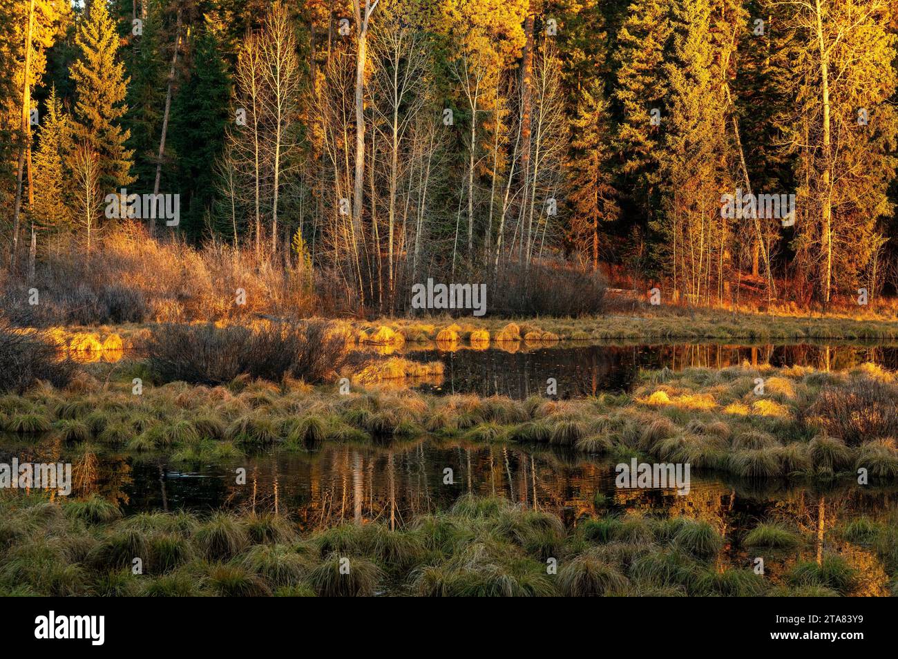 Tramonto a Lily Marsh nel Ponderosa State Park dell'Idaho Foto Stock