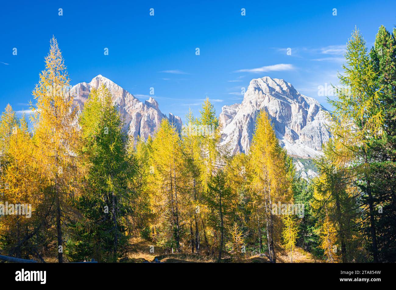 Rocce calcaree bianche dolomitiche sopra una foresta di larici dorati Foto Stock