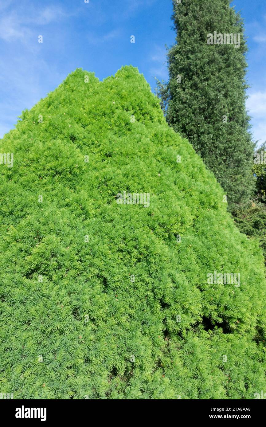 Alberta Spruce, Picea glauca "conica", Spring, Green, Foliage of Garden, albero a forma di Picea glauca in abete rosso canadese "conica" Foto Stock