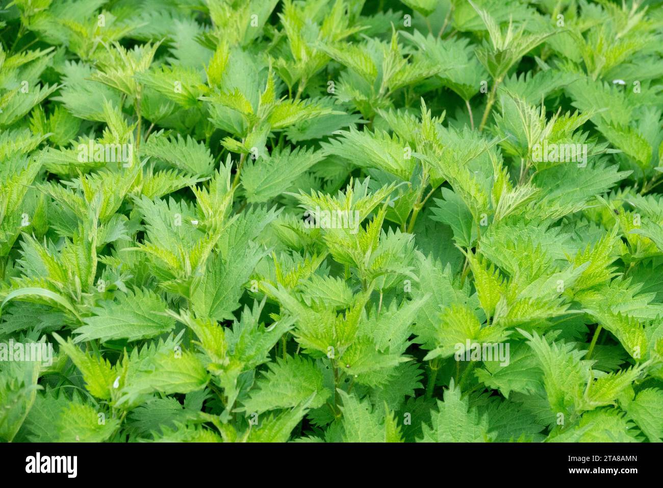 Ortica comune, Urtica dioica, ortica pungente, verde, brillante, foglie, primavera, fogliame delle piante Foto Stock