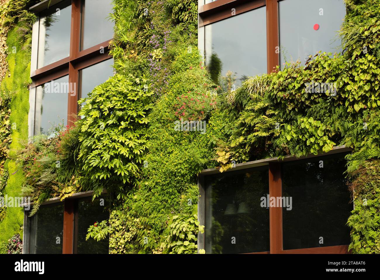 Ivy on Wall, Museo Branly, Parigi, Francia Foto Stock