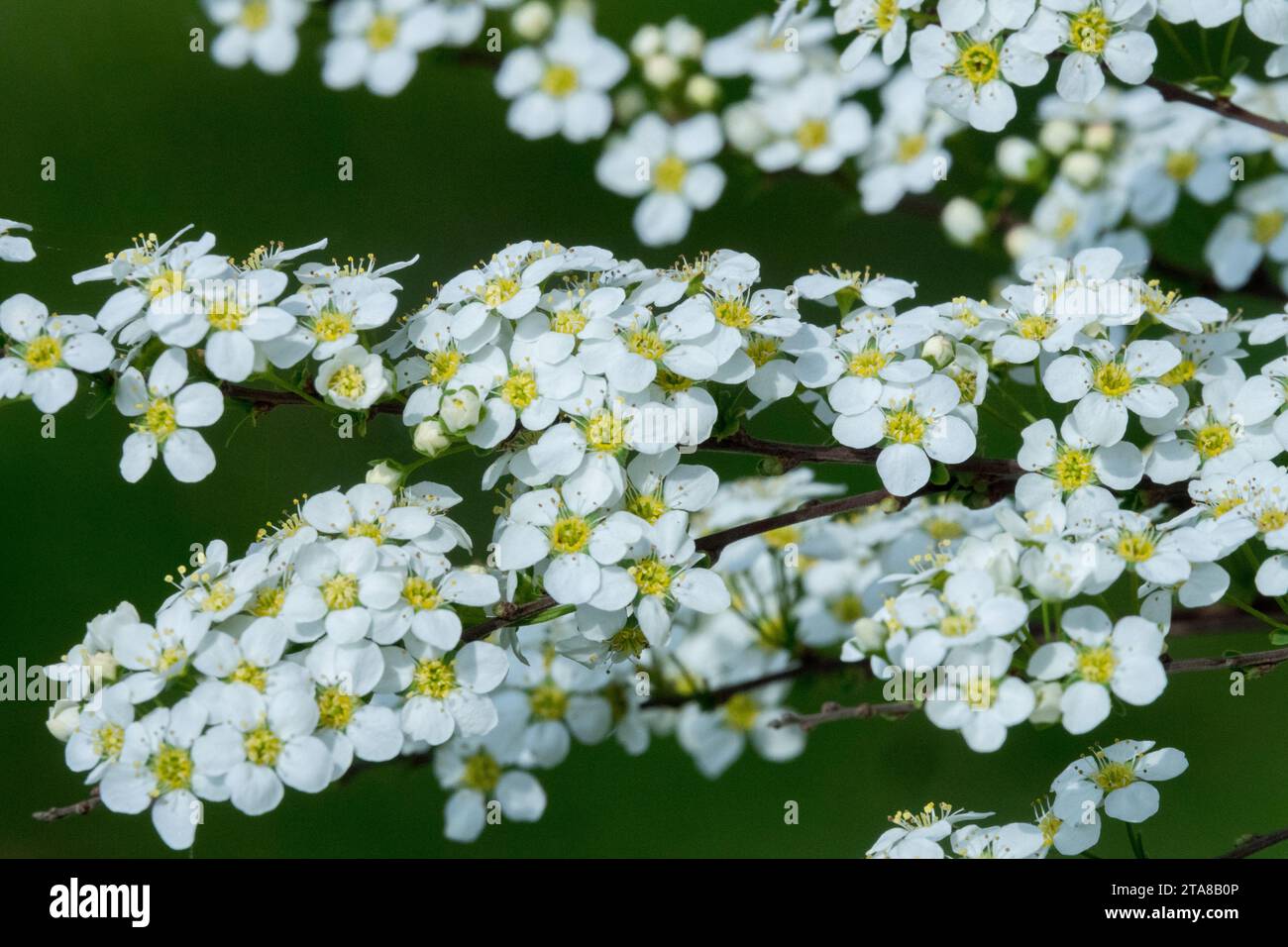 Primo piano, Fiori, Garland Spirea, Spiraea x arguta sin. Spiraea salicifolia, Blooming, White, Spiraea, Spring, impianto Foto Stock