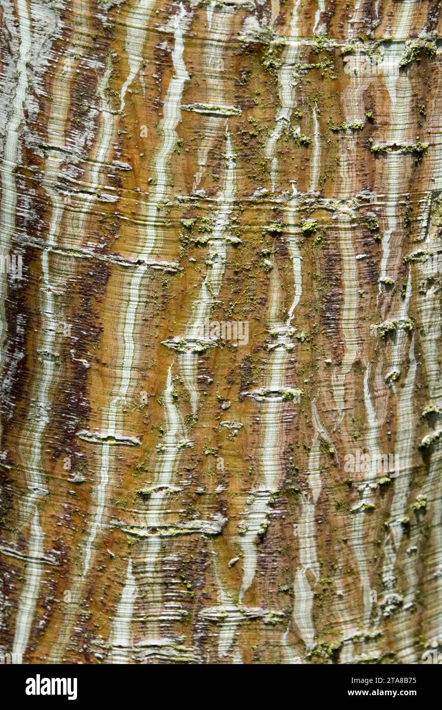 Consistenza di corteccia d'albero di buccia d'acero Foto Stock