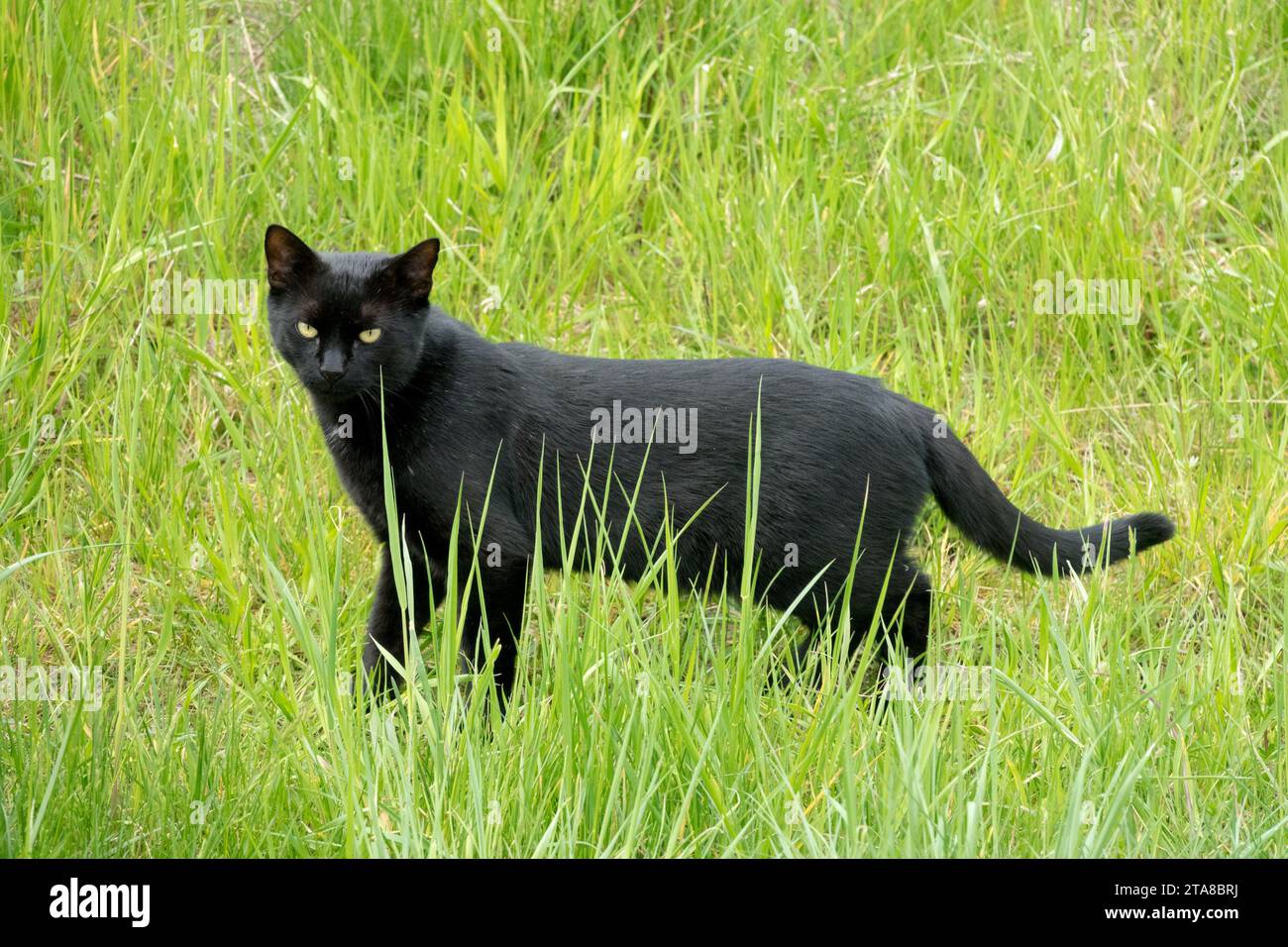 Gatto nero in erba Foto Stock