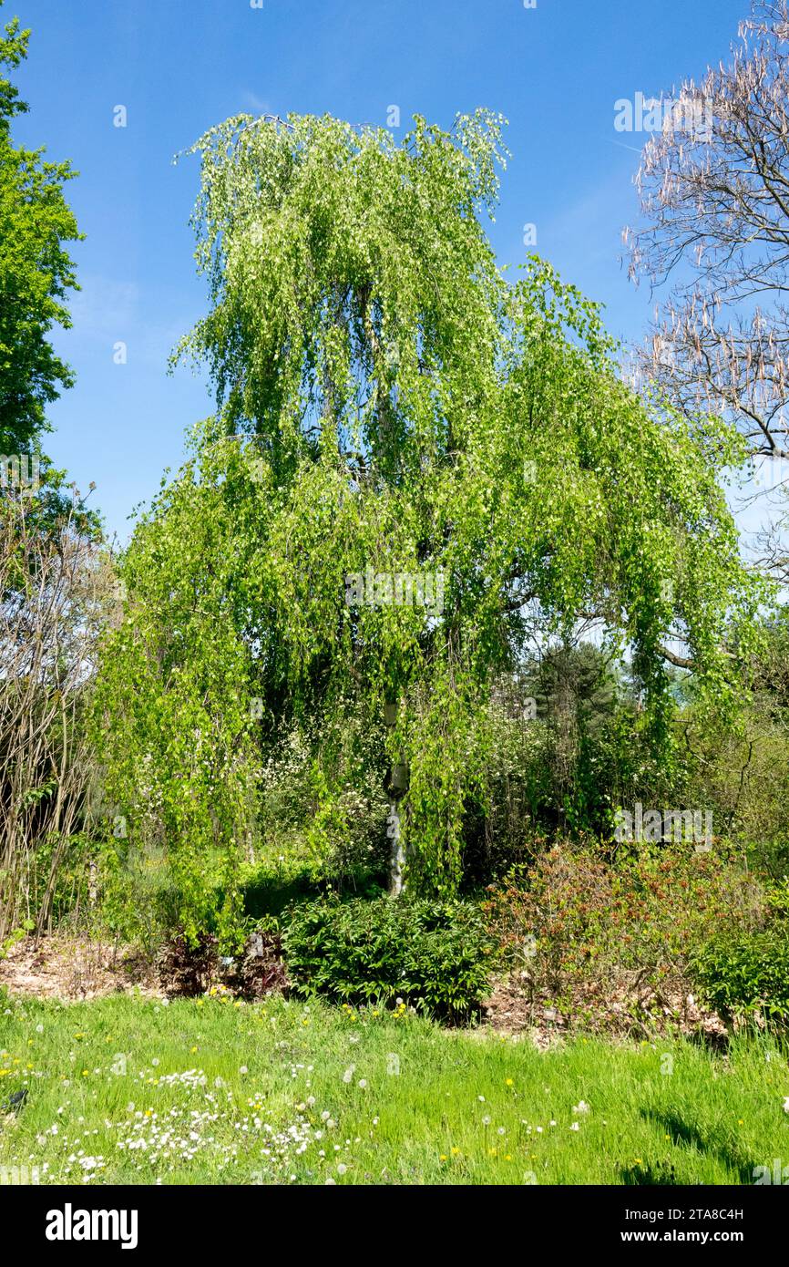 Primavera, giardino, Betula pendula 'Pendulaa', Foliage, albero, Birch, piangere, a forma, rami Foto Stock