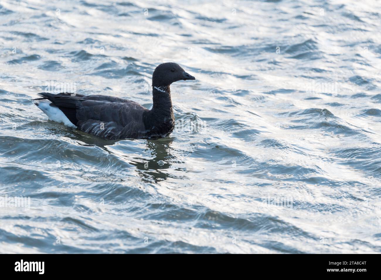 Nuota le oche di Brent (Branta bernicla) a Leigh on Sea, Essex Foto Stock