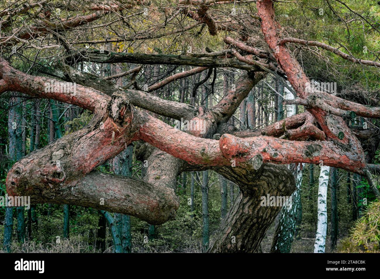 Un albero storto in Nowy Dbie - foresta, Polonia, Voivodato Kuyavian-Pomeranian Foto Stock