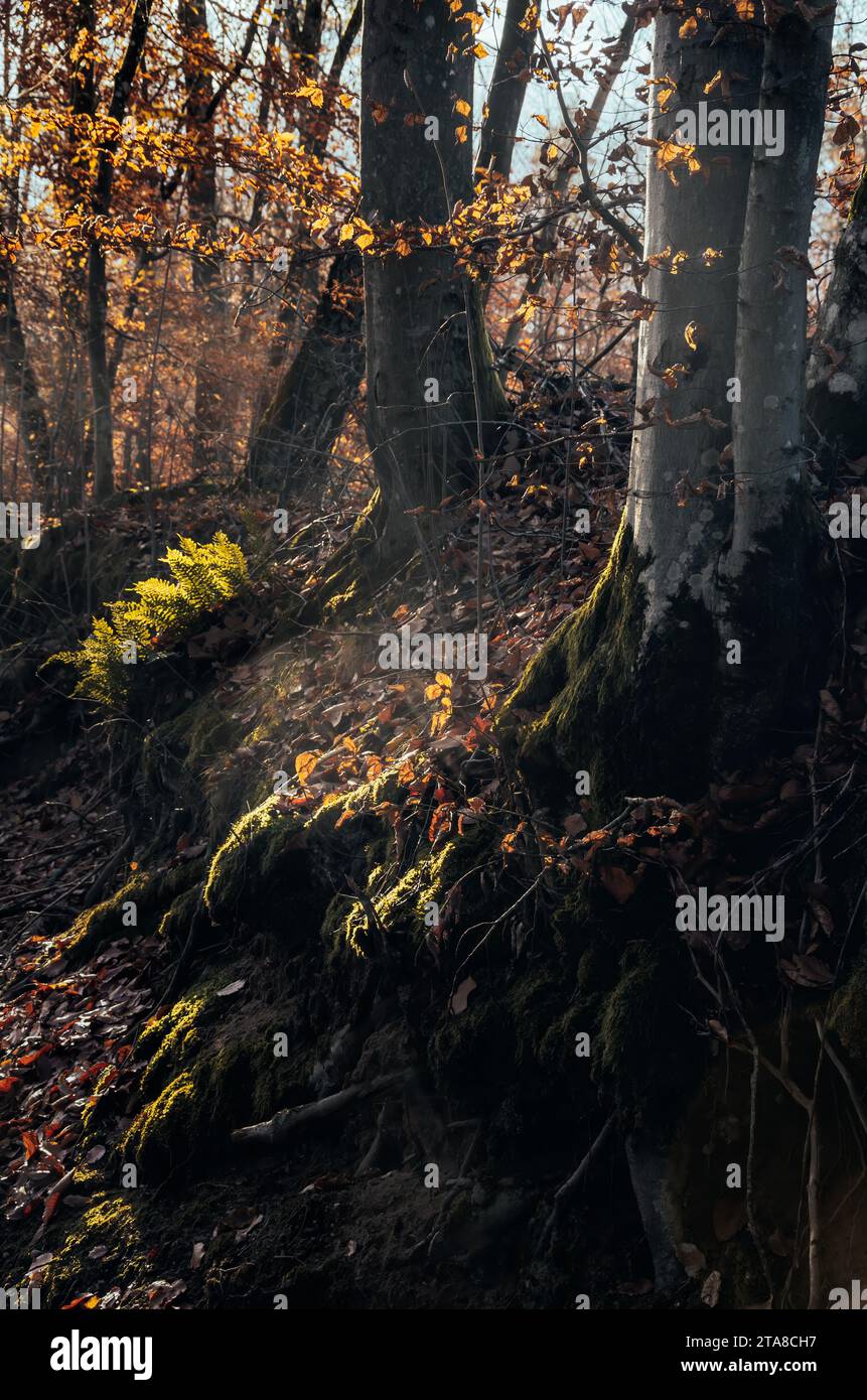 Una foresta fiabesca ai raggi del sole autunnale - Kashubia, Polonia Foto Stock