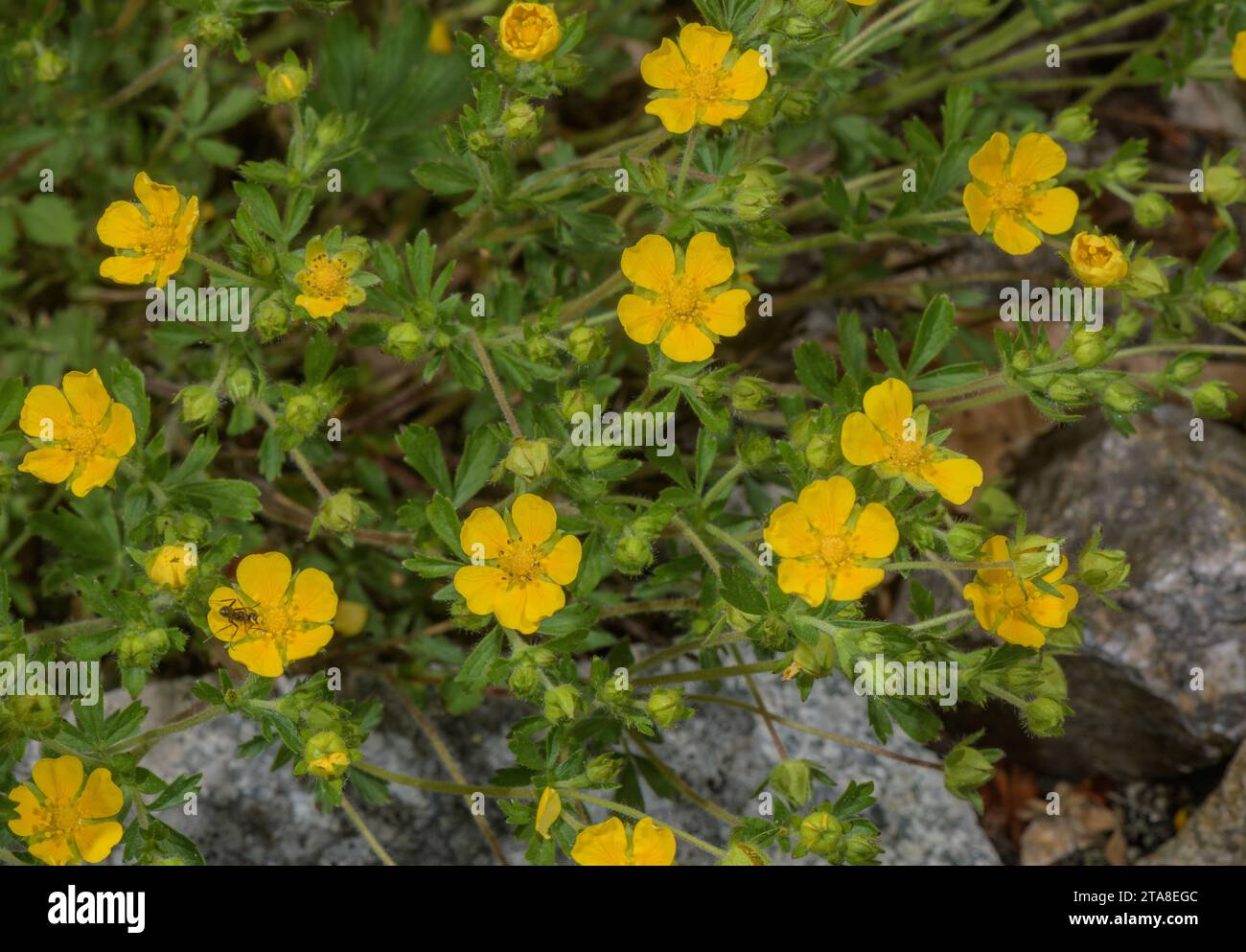 Cinquefoil a fiore grande, Potentilla grandiflora, in fiore nelle Alpi. Foto Stock