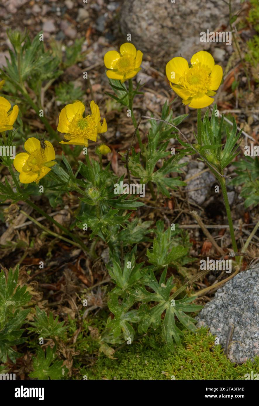 Una farfalla, Ranunculus sartorianus in fiore, dall'Europa orientale e dalla Turchia. Foto Stock