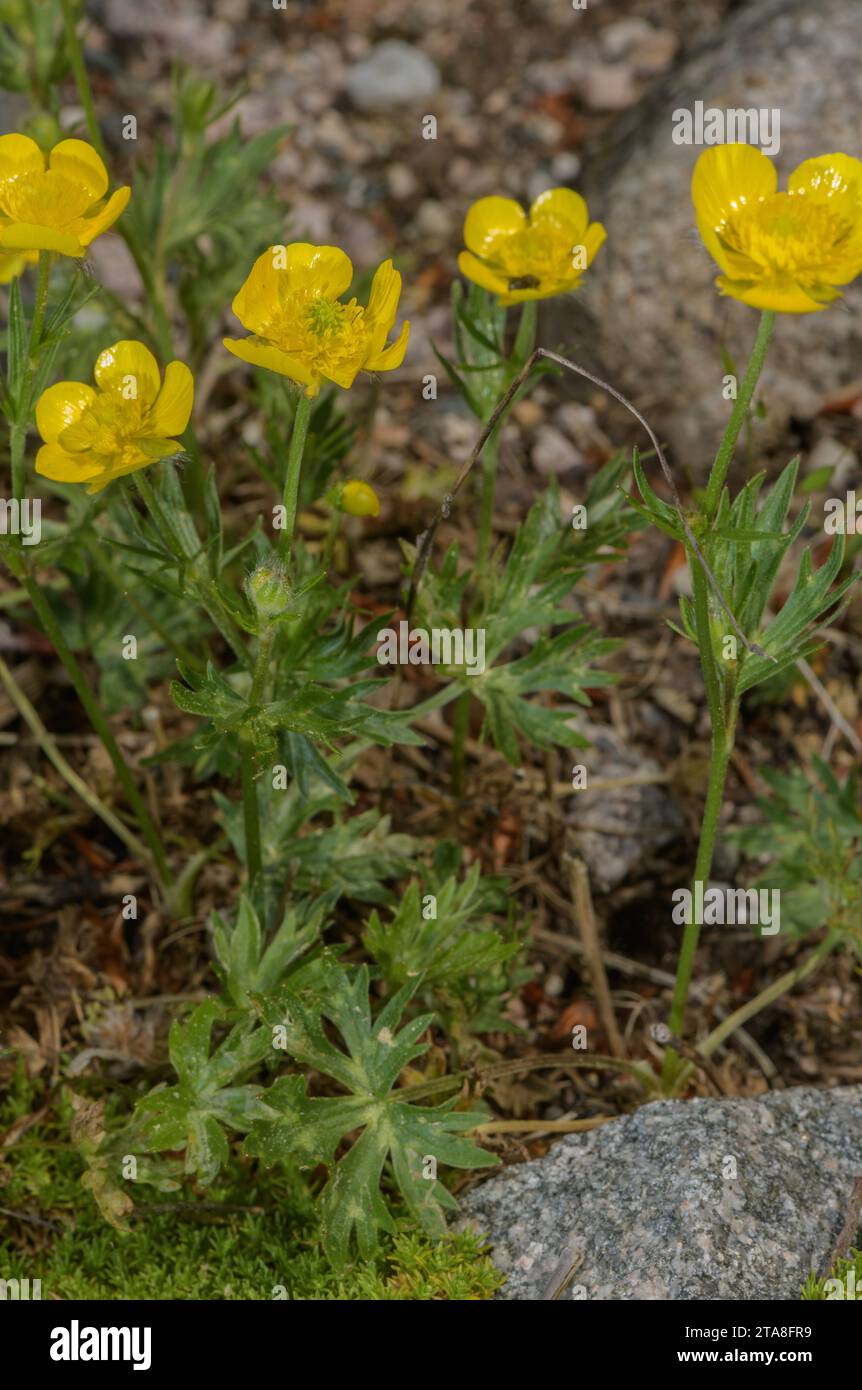 Una farfalla, Ranunculus sartorianus in fiore, dall'Europa orientale e dalla Turchia. Foto Stock