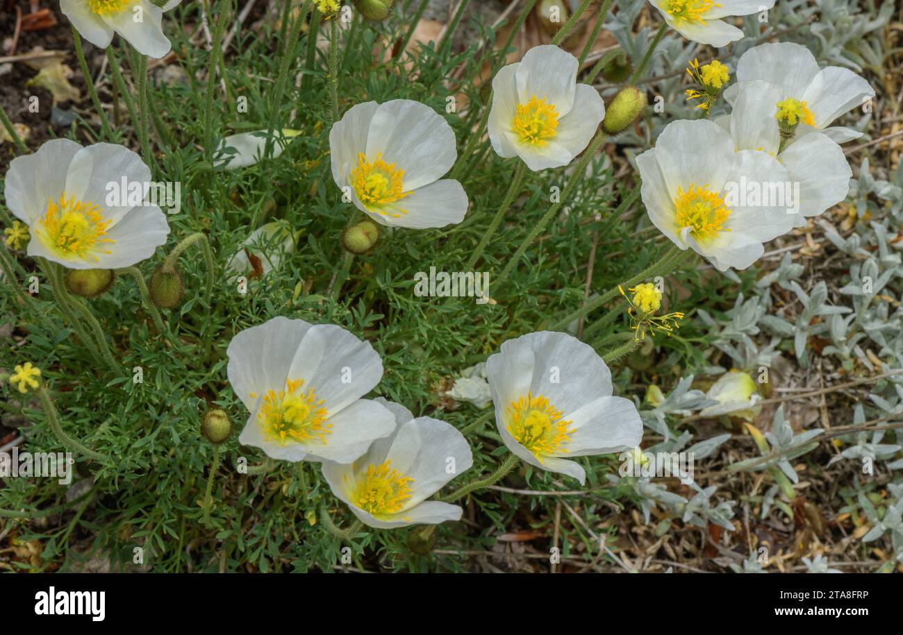 Alpine Poppy, o Julian Poppy, Papaver alpinum, in fiore nelle Alpi Giulie. Foto Stock