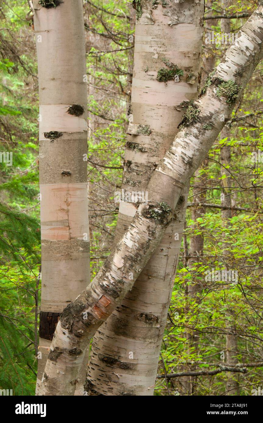 La Betulla su Overlander Falls Trail, Mt Robson Provincial Park, British Columbia, Canada Foto Stock