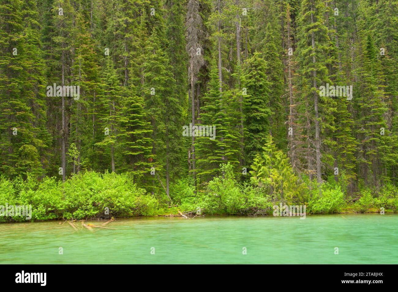 Lago di oliva, Kootenay National Park, British Columbia, Canada Foto Stock