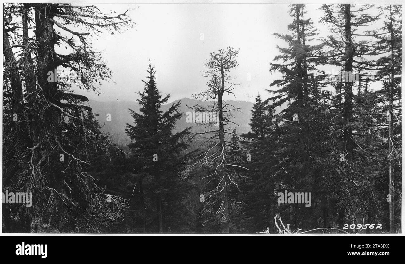 Vista dal crinale a nord del cratere Timber, che si snoda verso ovest fino a Desert Ridge , che mostra abeti pesanti, cicuta e pino paludoso... Foto Stock