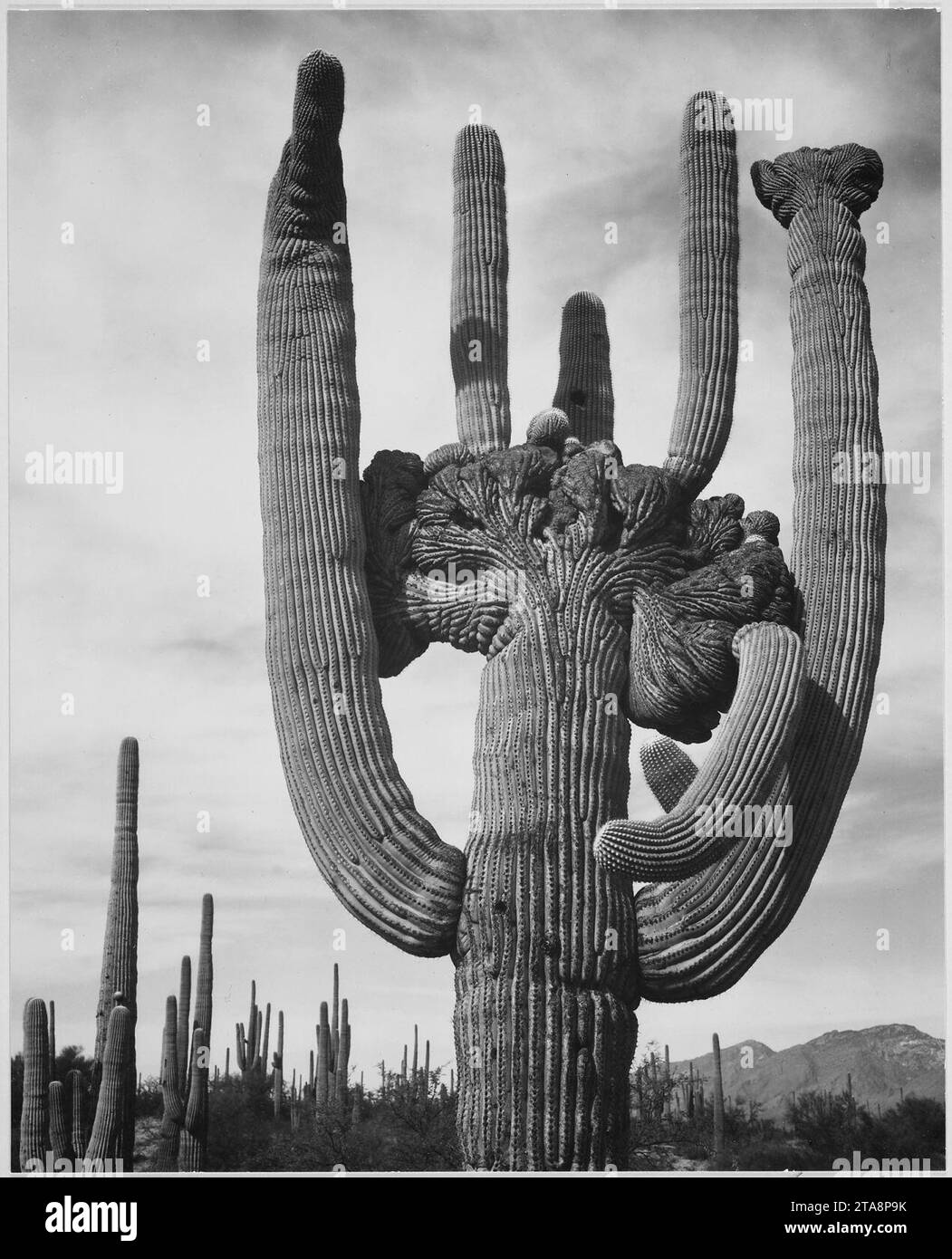 Vista dei cactus e dell'area circostante "Saguaros, Saguaro National Monument", Arizona. (Orientamento verticale), 1933 - 1942 Foto Stock
