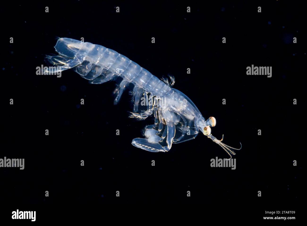 Questo palco larvale di un gambero mantis è lungo appena due centimetri ed è stato fotografato durante un'immersione blackwater Drift, in mare aperto a 50 metri con il fondo Foto Stock