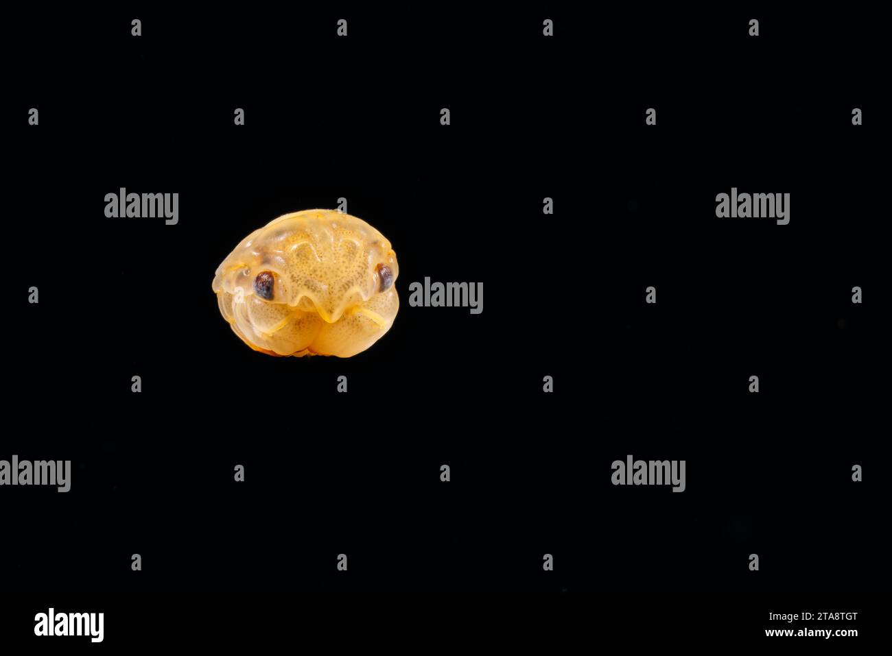 Il palcoscenico larvale di un crostaceo con artigli, zampe e coda incastonati nel suo carapace. Fotografato di notte in 60 piedi d'acqua con il fondo 4000 fe Foto Stock