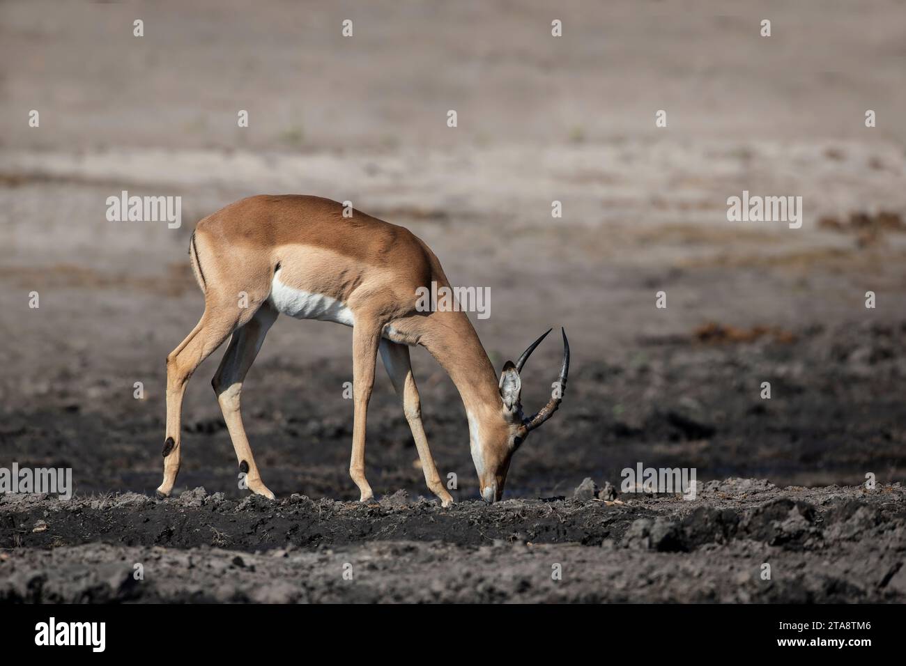Single male Impala Aepyceros melampus in primo piano navigazione profilo sulle rive del fiume Chobe in Botswana Foto Stock