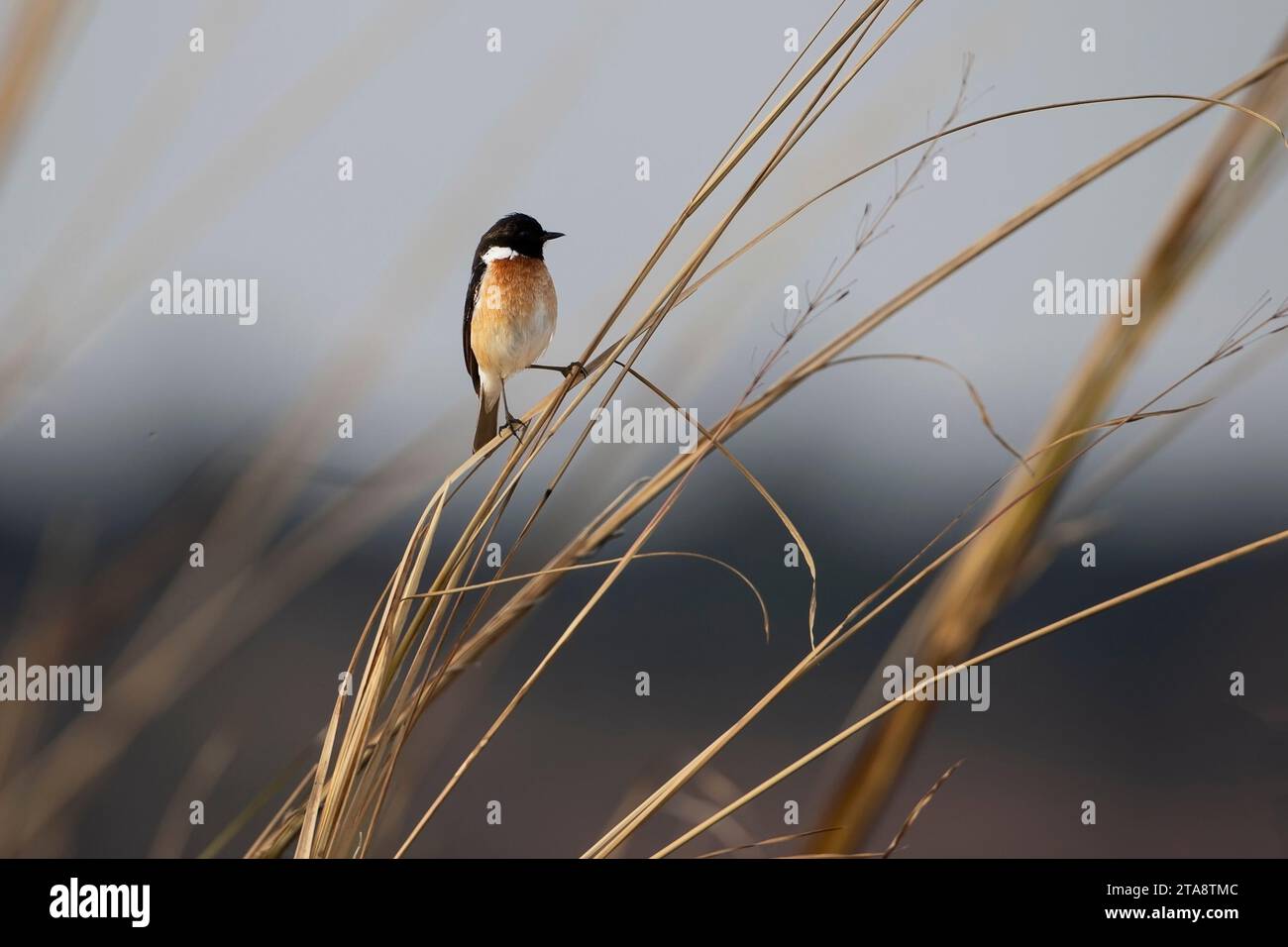 Un uomo adulto di stonechat africano Saxicola torquatus che afferra una canna che vive nell'Africa subsahariana e nelle regioni adiacenti Foto Stock