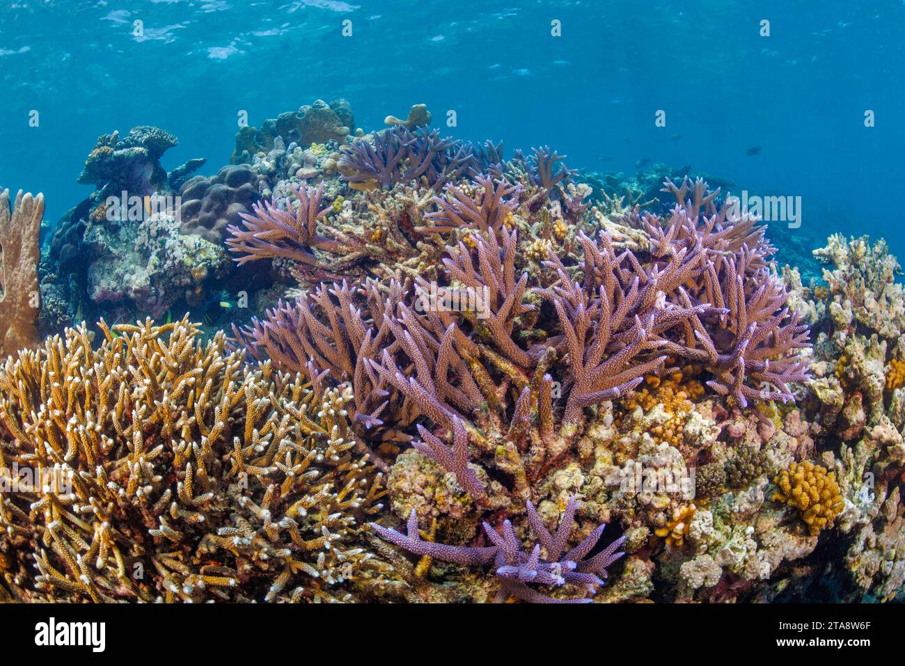 Questa colonia di coralli duri nel Pacifico si trova sul bordo di un drop-off, Yap, Micronesia. Foto Stock