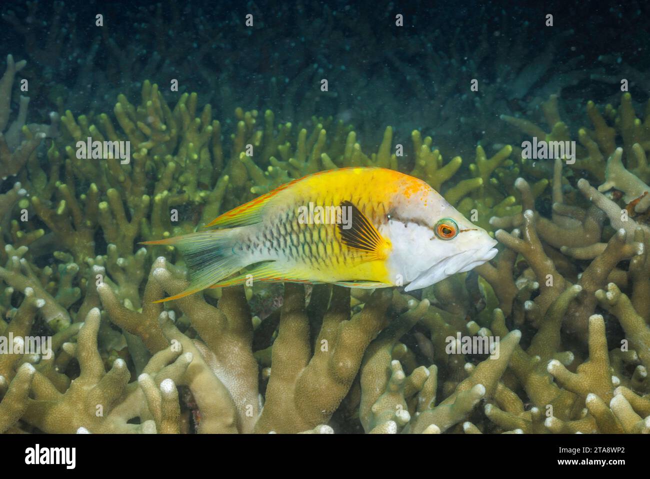 Questa è la fase iniziale femminile gialla della grembialatura, Epibulus insidiator, Yap, Micronesia. La gremma di slingjaw prende il suo nome dal suo highl Foto Stock