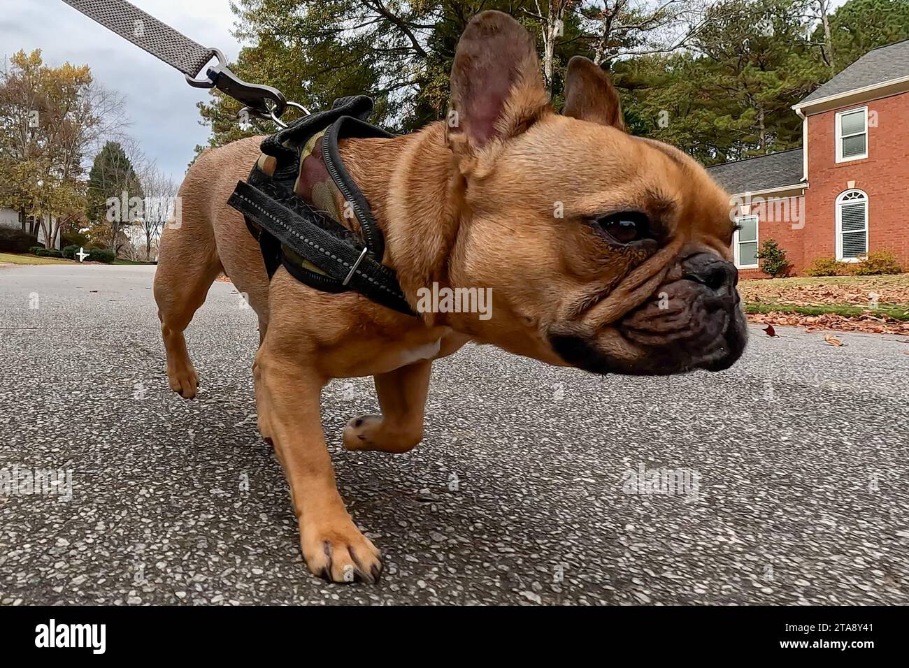 Il tiro con angolo basso mostra un bulldog francese al guinzaglio mentre cammina in una strada di quartiere. Foto Stock