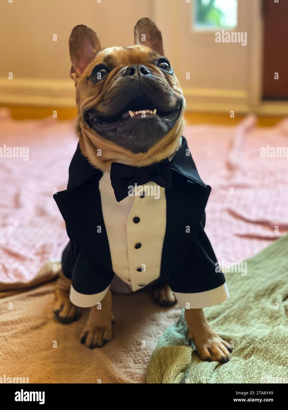 Un bulldog francese indossa uno smoking personalizzato e sorride mentre si siede in una casa. Foto Stock