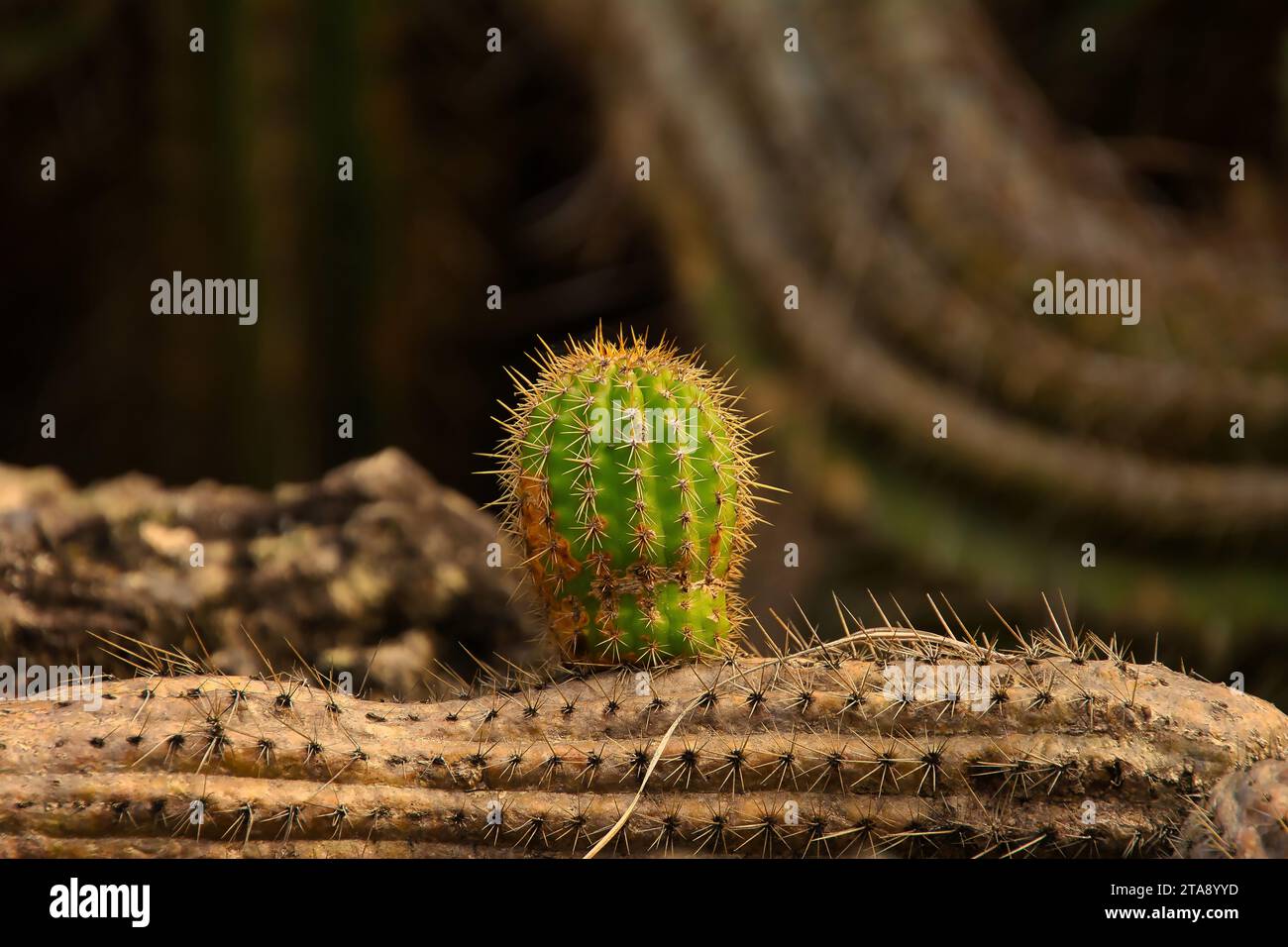 Echinopsis spachiana, piccolo cactus verde che cresce da uno stelo di cactus morto a Gran Canaria Foto Stock