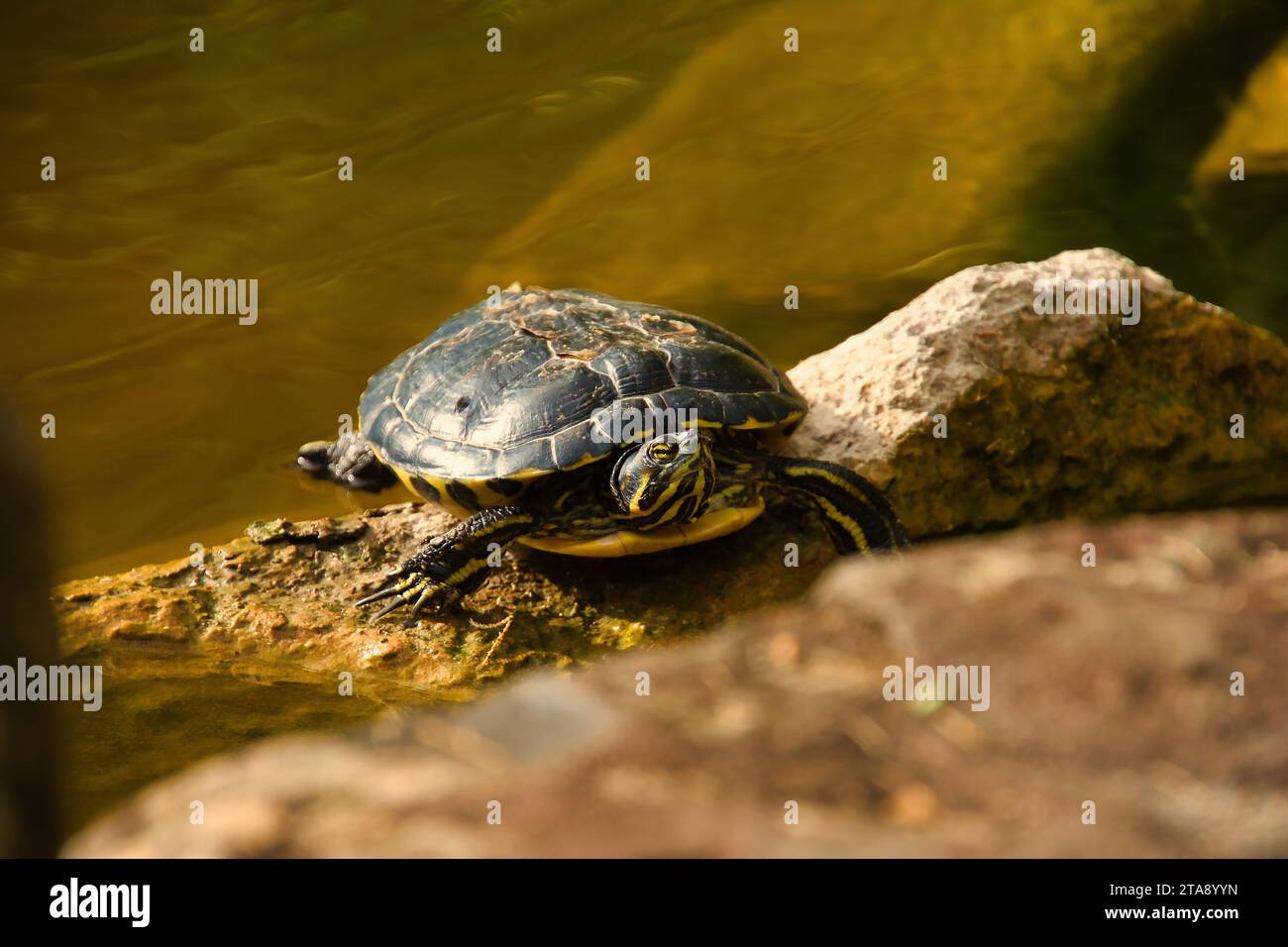 Tartaruga dalla pancia gialla, Trachemys scripta scripta, che si sta crogiolando su una roccia vicino all'acqua Foto Stock