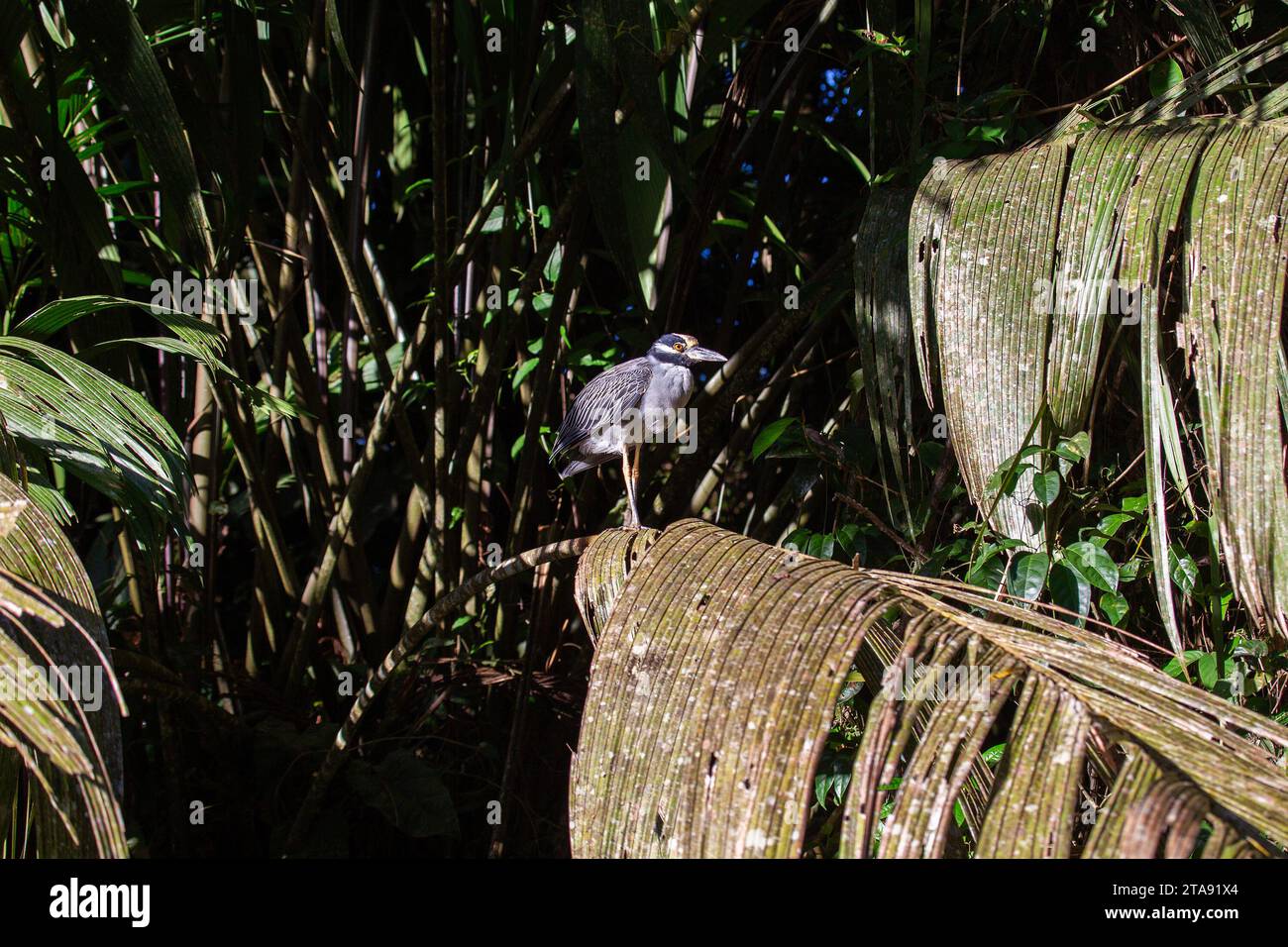 Maestoso Heron notturno incoronato in giallo (Nyctanassa violacea) catturato nella sua grazia notturna. Trovato nelle Americhe, questo airone rivela la sua eleganza agai Foto Stock