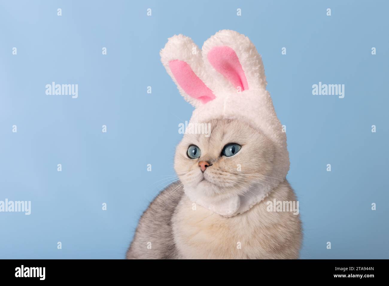 Gatto con orecchie di coniglio seduto e guardando la telecamera contro uno  sfondo bianco Foto stock - Alamy