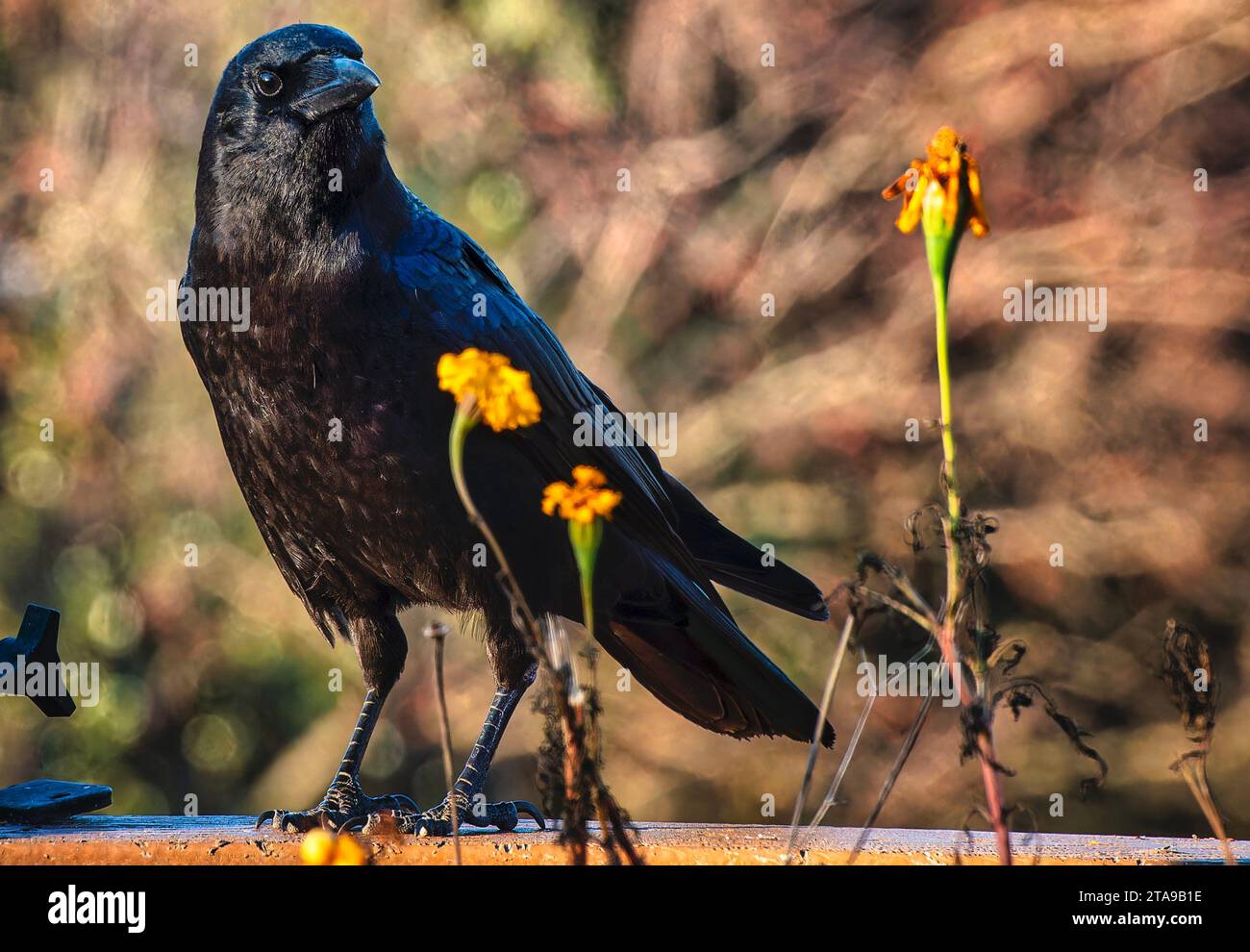 Un bellissimo uccello nero arriva sul ponte Foto Stock