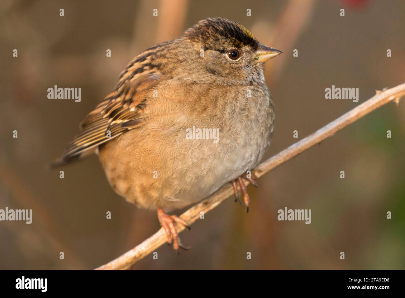 Golden-incoronato sparrow, George C Reifel uccello migratore Santuario, British Columbia, Canada Foto Stock
