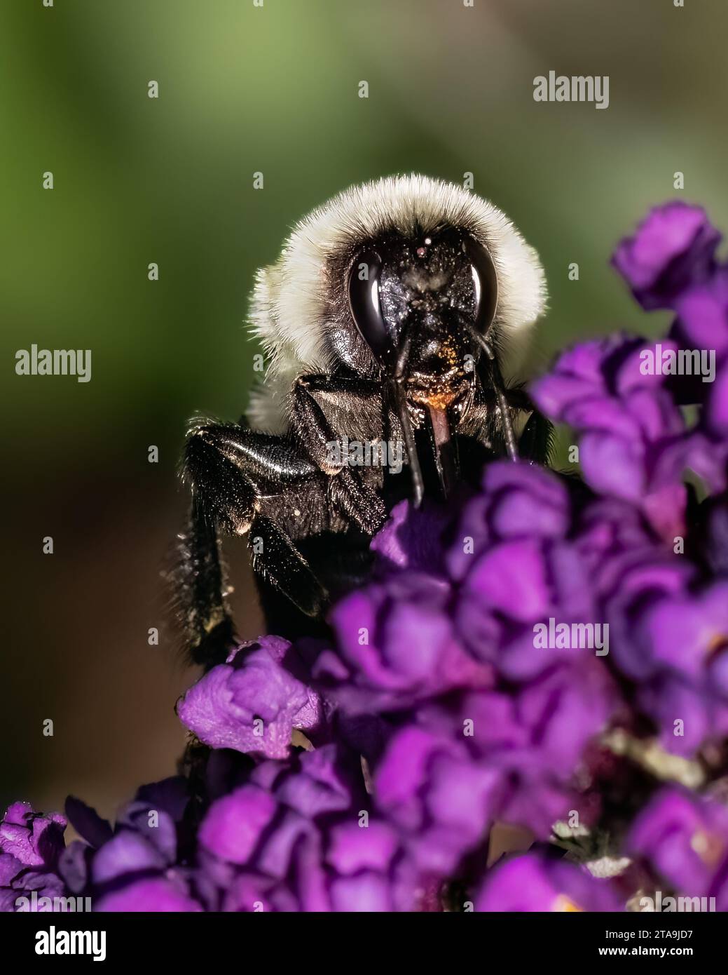 Un primo piano di una femmina Common Eastern Bumble Bee, Bombus impatiens, che usa la sua lingua proboscica per recuperare il nettare dai fiori viola della farfalla. Foto Stock