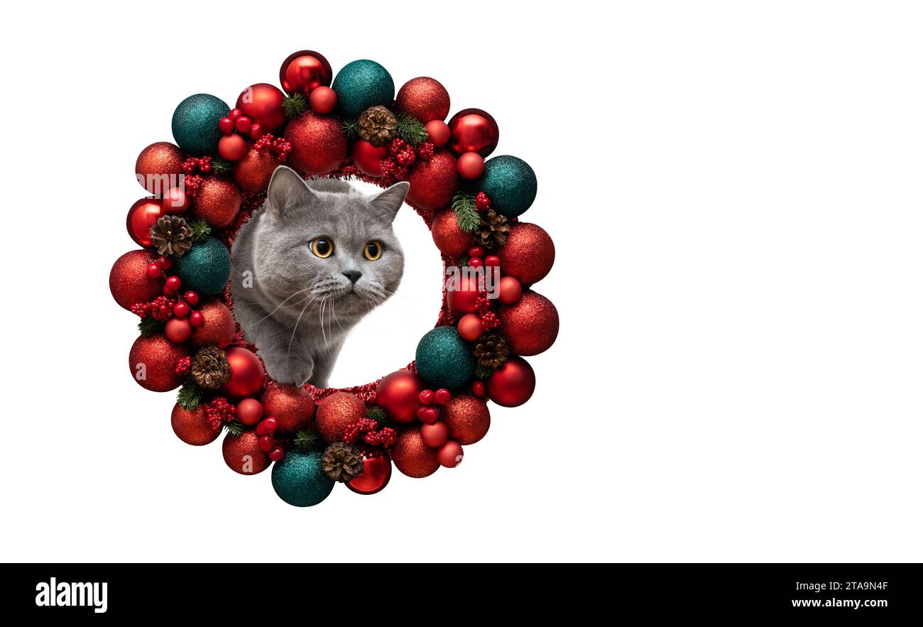 Cartolina di Capodanno con gatto che sbircia su una corona di Natale rossa brillante isolata su uno sfondo bianco. Gatto britannico nelle decorazioni natalizie con copia spac Foto Stock